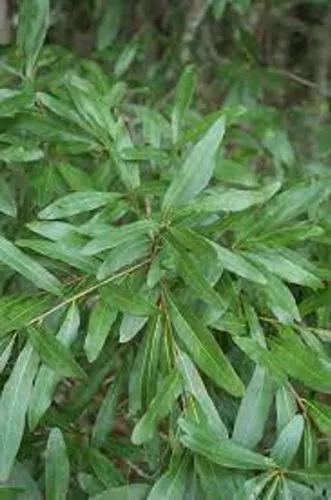 Swamp Laurel Oak