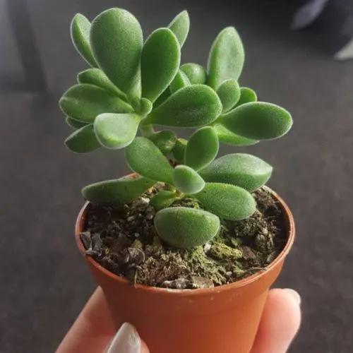 Crassula Rogersii