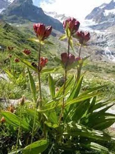 Gentiana Purpurea