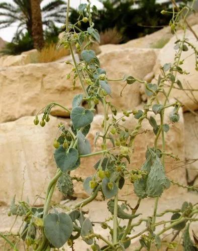 Pergularia tomentosa