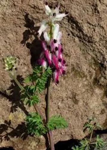 Common Fumitory