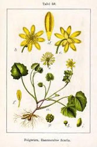 Lesser Celandine