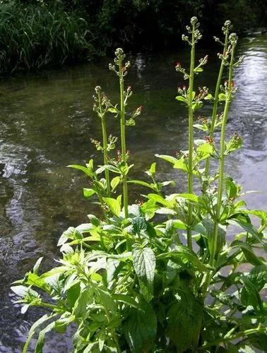 Shoreline Figwort