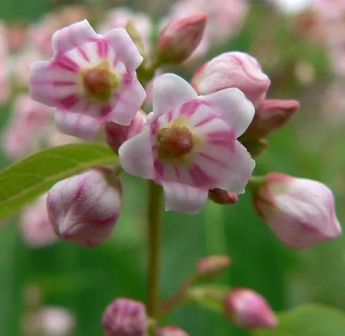 Apocynum Androsaemifolium