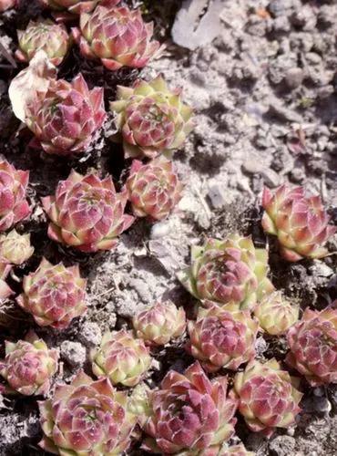 Sempervivum Lentezon