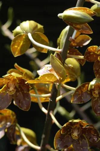 Giant orchid