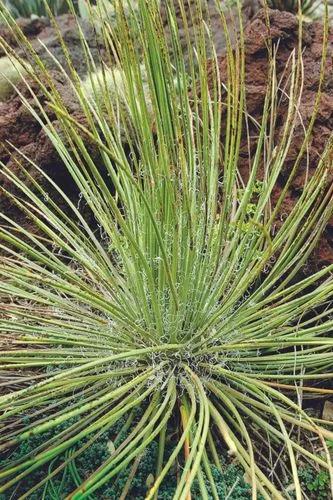 Twin Flower Agave