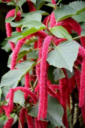 Dwarf Chenille