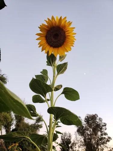 Mammoth Sunflower