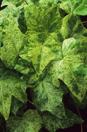 Gold Dust Hedera