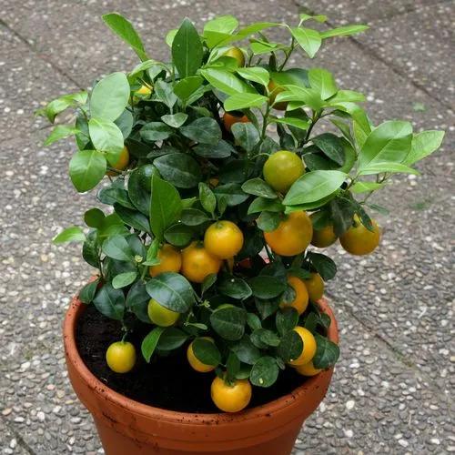 Calamondin Tree