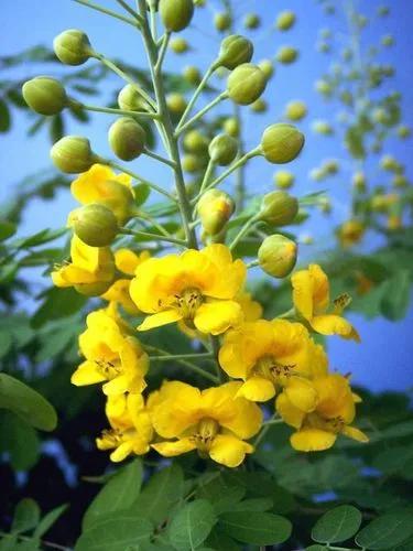 Mexican Holdback