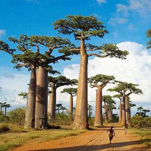 Baobab