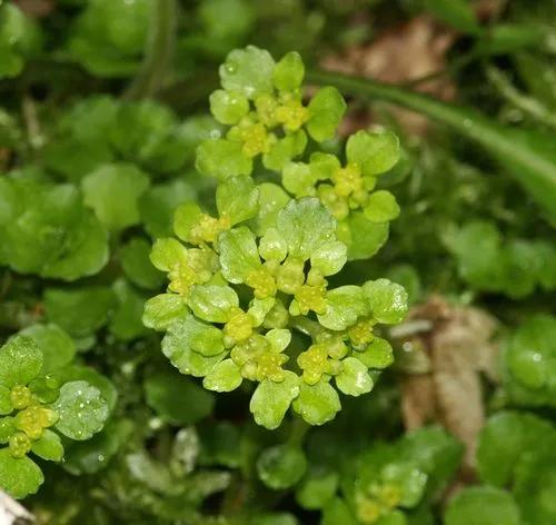 Chrysosplenium Oppositifolium