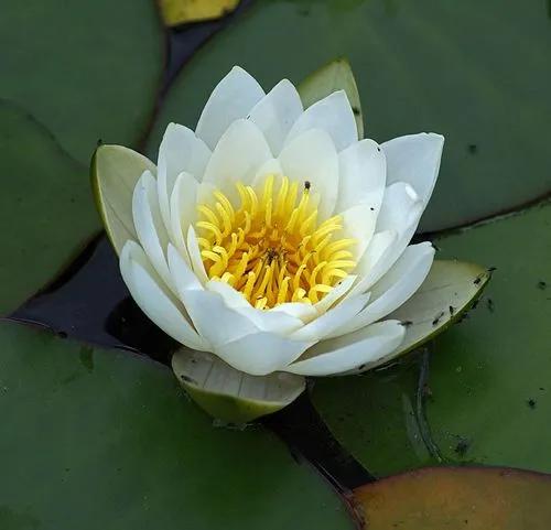 Nymphaea Candida