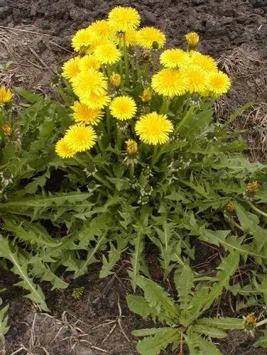 Common Dandelion