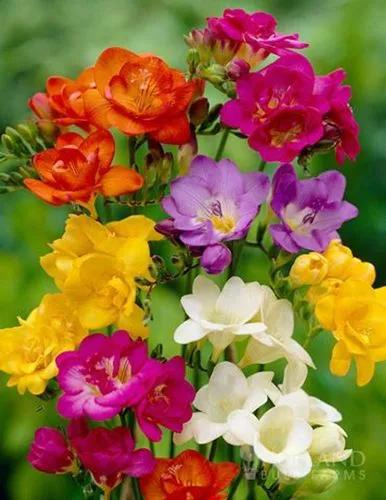 Freesia mix