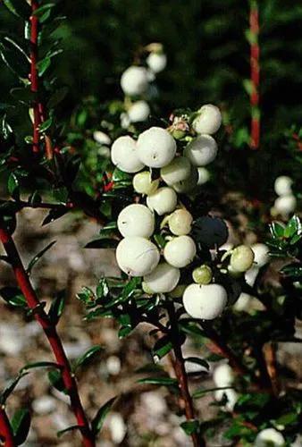 Gaultheria Mucronata