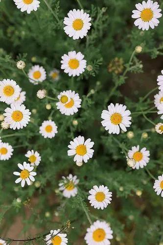 Roman Chamomile