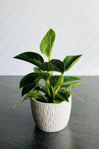 Philodendron Birken