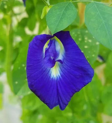 Butterfly Pea