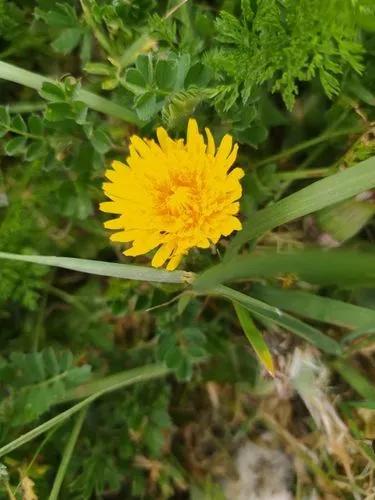 Common Dandelion