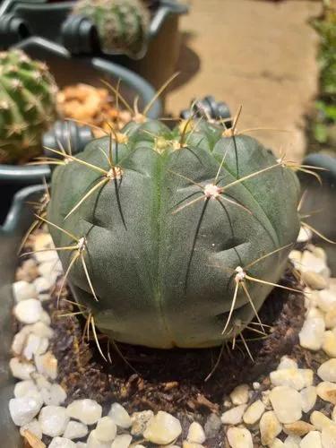 Green Tomato Cactus