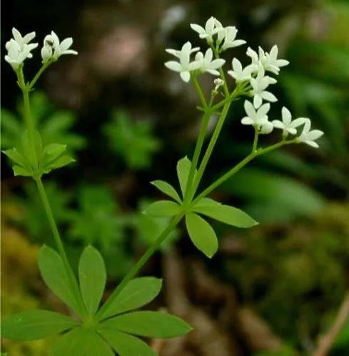 Asperula Hirta