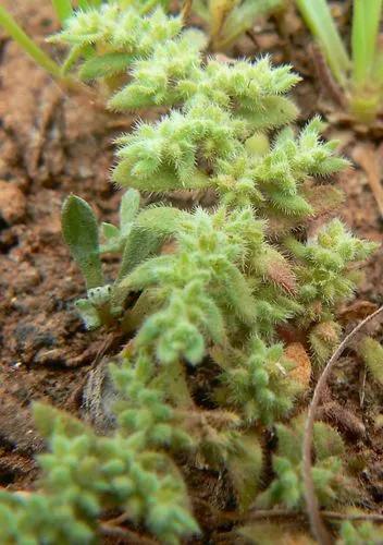 Hairy Rupturewort