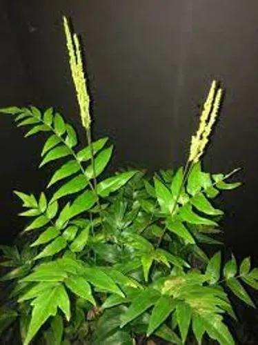 Anemia Mexicana