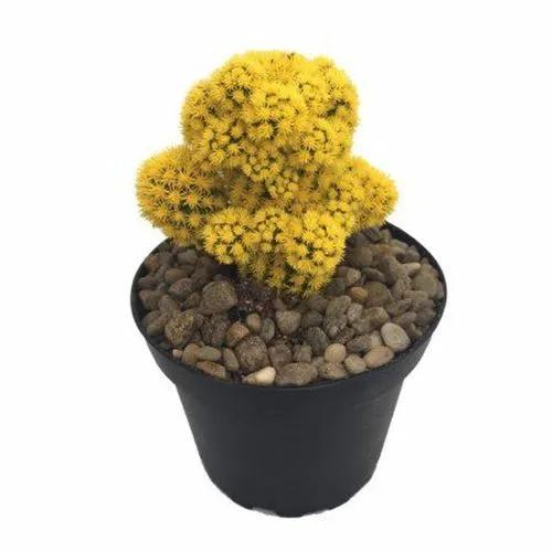 Desert Gem Cactus