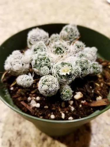 Popcorn Cactus