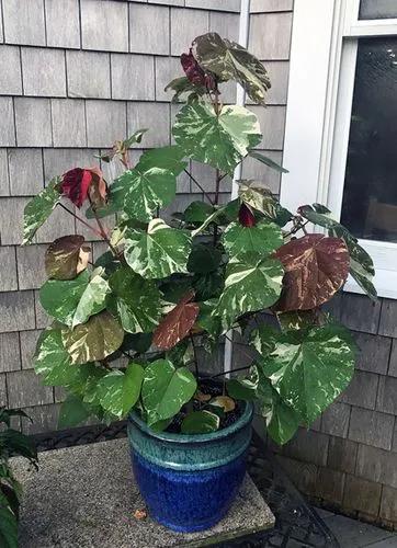 Hibiscus Tiliaceus Variegated