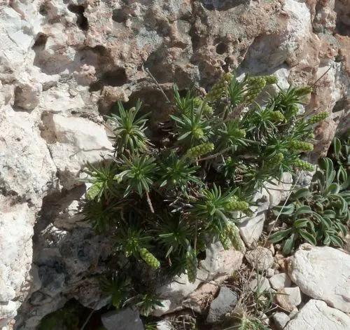 Plantago Subulata