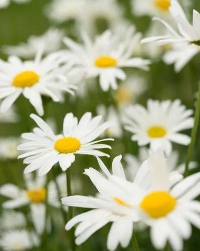 Common Daisy