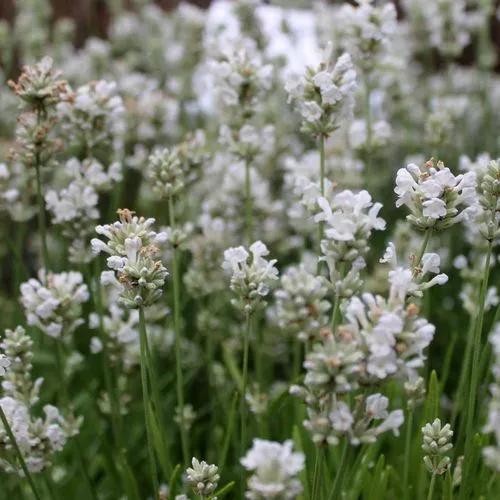 White Lavender