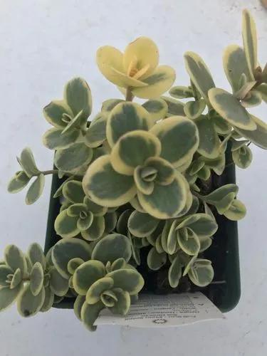 Sedum Lime Sparkler