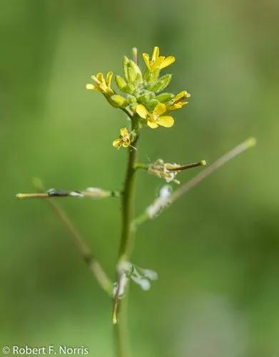 Indian Hedgemustard, Eastern Rocket