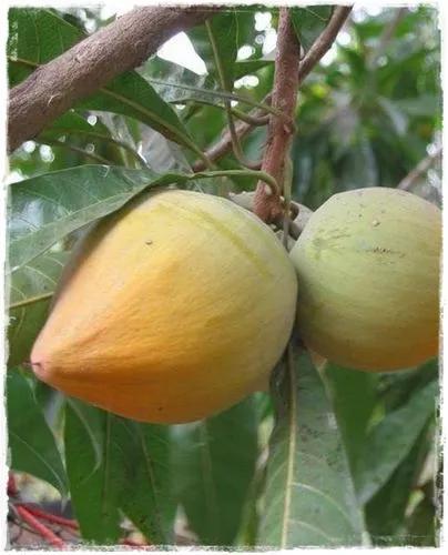 Lucuma