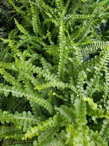 Lemon Button Fern