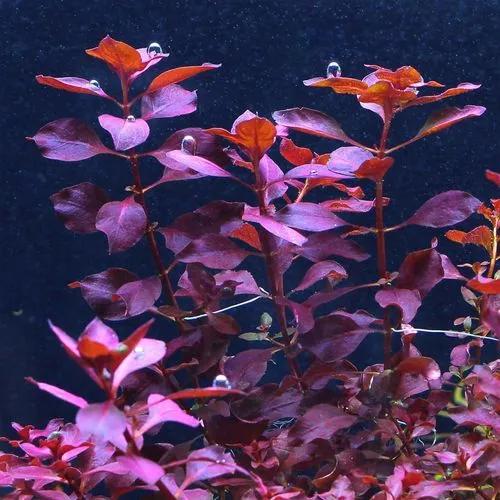 Ludwigia Palustris