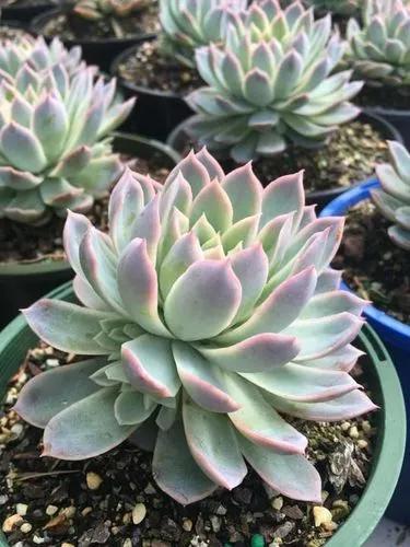 Echeveria Violet Queen