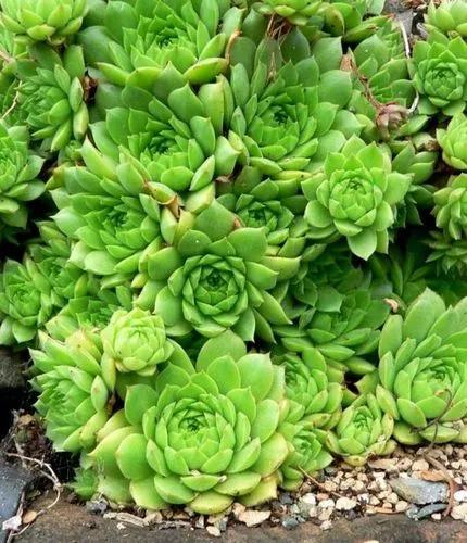 Sedum Rosa