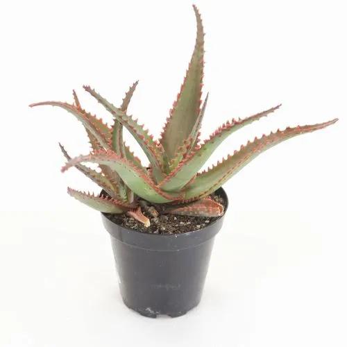 Swordfish Aloe