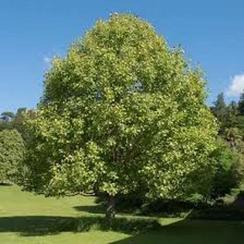 Liriodendron Chinense