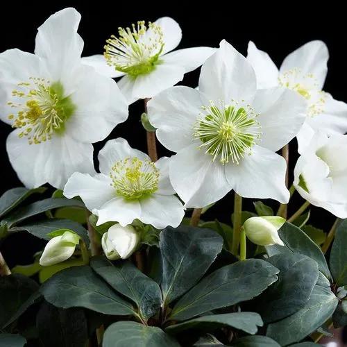 Helleborus Jacob