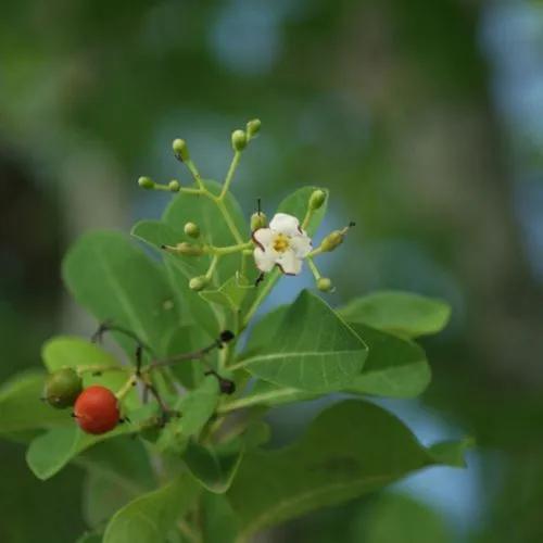 Bourreria Succulenta