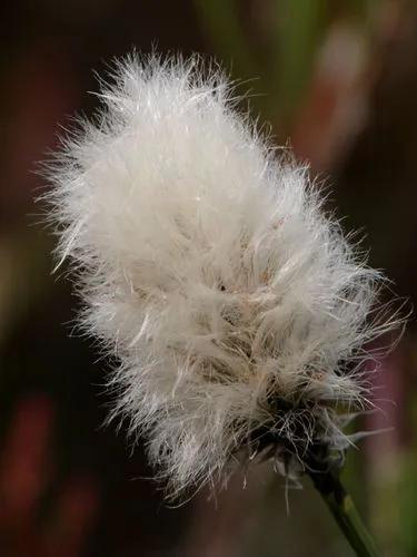 Eriophorum Vaginatum