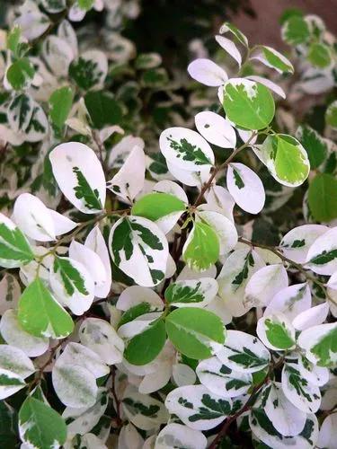 Breynia Distachia (snow Bush)