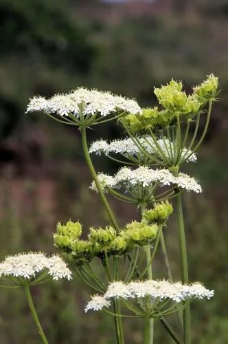 Pimpinella Anisum